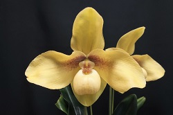 paph. hangianum