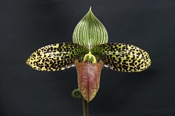 paph.sukhakulii