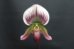 paph.callosum