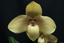 paph.hangianum