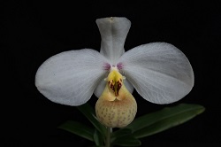 paph.emersonii'Super'