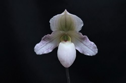 paph.Ron Williamson