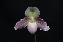 paph.Ron Williamson