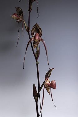 paph.Wossner Black Wings'Moustache'