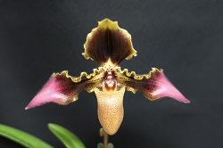 paph.esquirolei