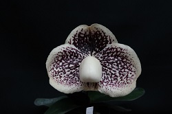 paph.leucochilum