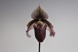 paph.superbiens var curtisii