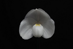 paph.niveum