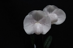 paph.Blanchette