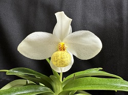 paph.emersonii