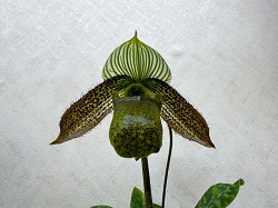 paph.wardii'Yashima'