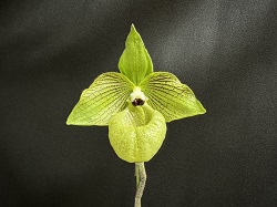 paph.malipoense'Green Smile'