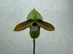 paph.wardii'Seto'