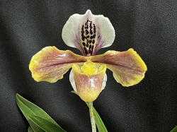 paph.gratrixianum'East River King'