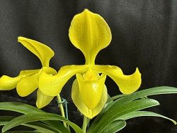 paph.villosum fma.flavum'Marriott Gold'