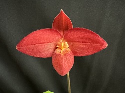 Phrag.Scarlet O'Hara×besseae'Yashima'