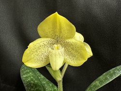 paph.concolor'Suigen Nobu'