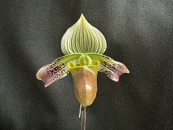 paph.urbanianum