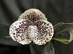 paph.bellatulum