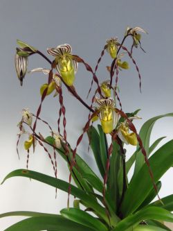 Paph.philippinense