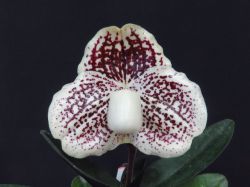 Paph.leucochilum‘Cape Rock Marvel’