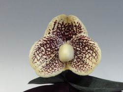 Paph.leucochilum‘Cape Rock Great’