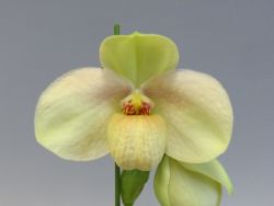 Paph.Wossner Wolke‘Live’
