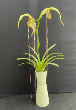 Phrag.caudatum‘Seto Fantacy’
