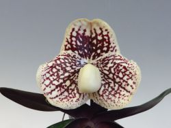 Paph.leucochilum‘Cape Rock May’