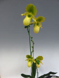 Paph.primulinum‘East River’