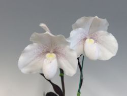 Paph.niveum‘White Smile’