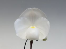 Paph.niveum‘Yashima’