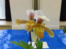 Paph.barbigerum