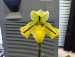 Paph.druryi