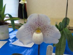 Paph.Greyi‘Cape Rock Lady’