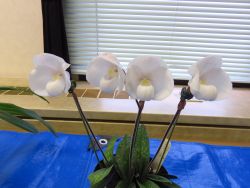 Paph.niveum‘Suigen Bin’