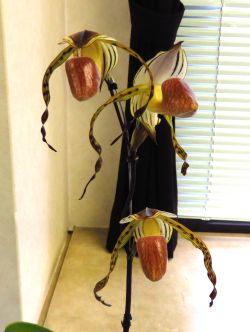 Paph.stonei
