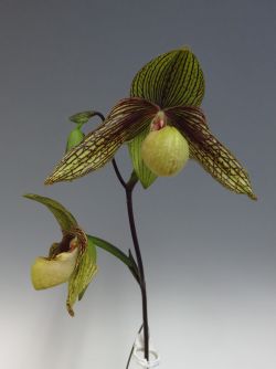 Paph.Harold Koopowitz