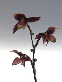 Paph. (未登録)