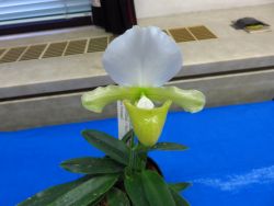 Paph.charlesworthii