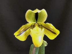 Paph.druryi‘Seto’ AM/KPG