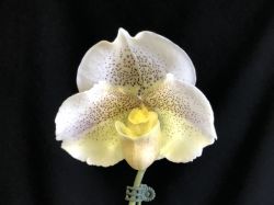 Paph.Galaxy Stone‘Hagoromo’AM/KPG
