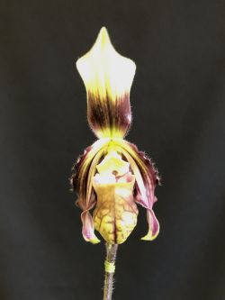 Paph.hirsutissimum‘Satan’