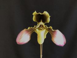 Paph.sangii