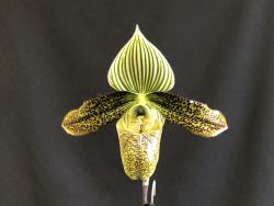 Paph.wardii‘Green Iguana’