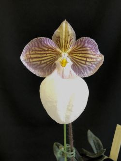 Paph.mictanthum