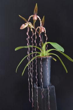 Paph.sanderianum