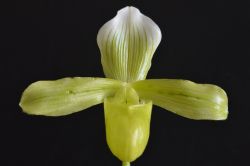 Paph.tonsum fma.album