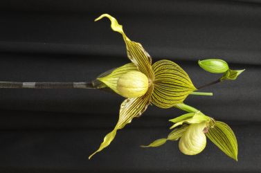 Paph.Yasumasa Takahashi‘Tiger’