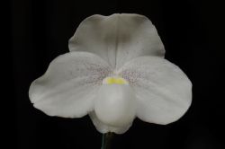 Paph.niveum